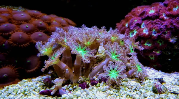 Clavularia Handschoen Zacht Poliepen Van Koraal Het Aquarium — Stockfoto