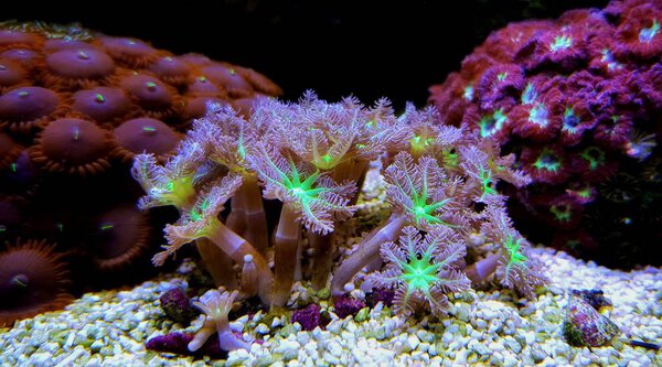 Clavularia glove soft polyps of coral in aquarium