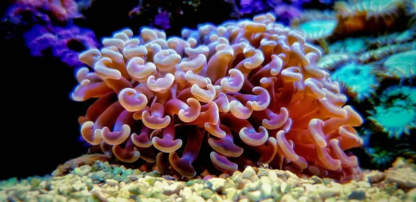 Euphyllia Hammer Laps Korallen Isoliert Erschossen — Stockfoto