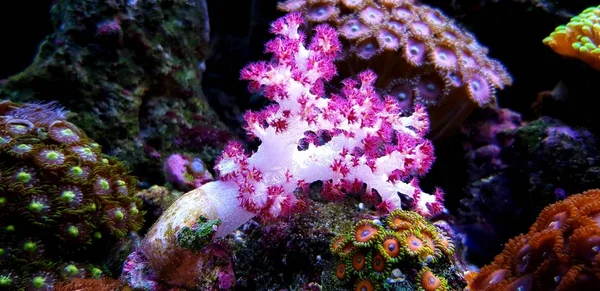 树软珊瑚 — 图库照片