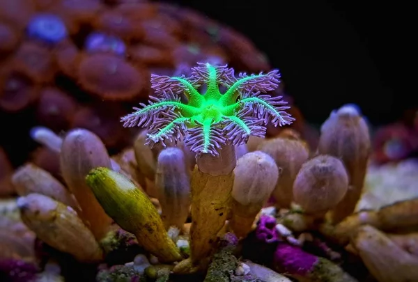Clavularia Glove Weiche Korallenpolypen Aquarium — Stockfoto