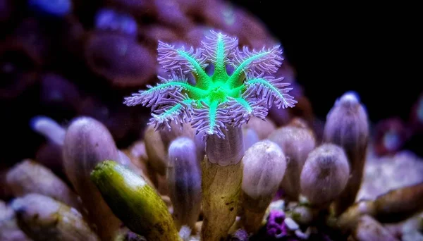 Clavularia Rękawice Miękkie Polipów Koralowców Akwarium — Zdjęcie stockowe
