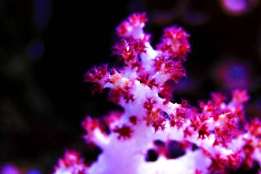 Dendronephthya sp. (ağaç yumuşak mercan)