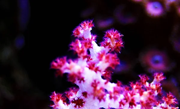 Dendronephthya 木ソフト コーラル — ストック写真