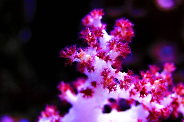 Dendronephthya Coral Mole Árvore — Fotografia de Stock