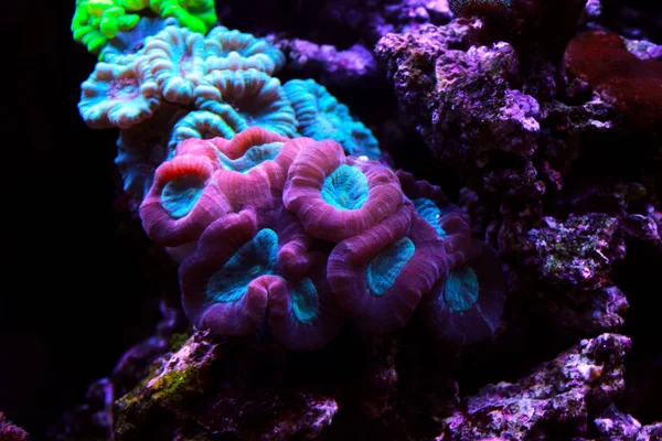 Caulastrea Труба Длинный Полип Каменистый Коралл Рифовом Аквариуме — стоковое фото