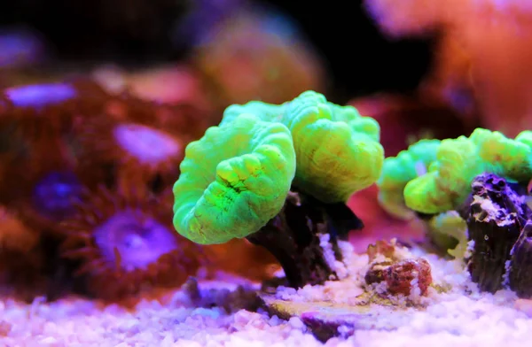 Caulastrea トランペット長いポリープ ストーニー サンゴ礁のアクアリウム — ストック写真