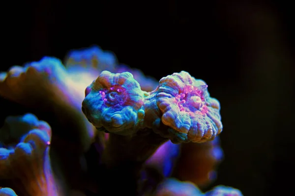 Caulastrea Trumpet Довгий Поліп Кам Яний Корал Рифовому Акваріумі — стокове фото