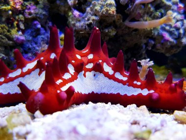 Kırmızı burda deniz yıldızı akvaryum