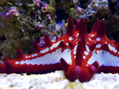 Kırmızı burda deniz yıldızı akvaryum
