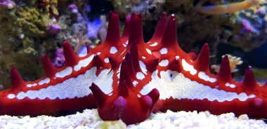 Red knobbed starfish in aquarium clipart