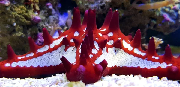 Краснорукая Морская Звезда Аквариуме — стоковое фото