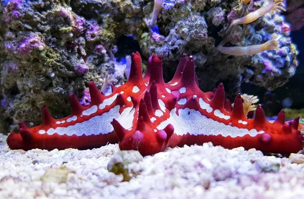 Краснорукая Морская Звезда Аквариуме — стоковое фото