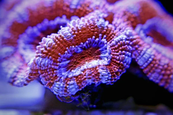 Acanthanstrea Acan Lps Coral Closeup Shoot — Stock Photo, Image