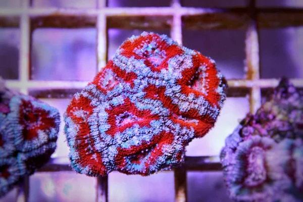 Acantanstrea Acan Lps Coral Brote Primer Plano — Foto de Stock