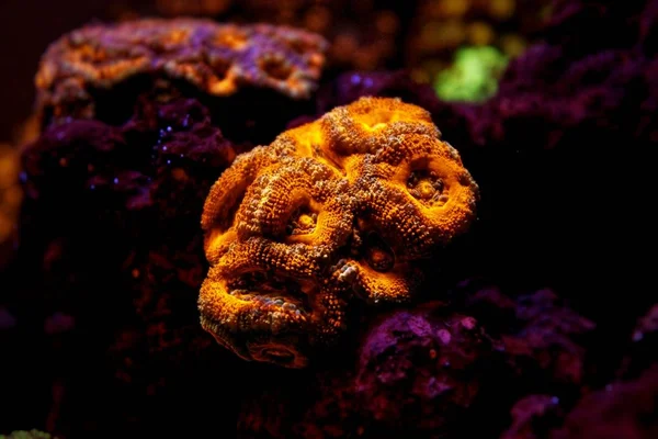 Acanthanstrea Acan Coral Lps Close Atirar — Fotografia de Stock