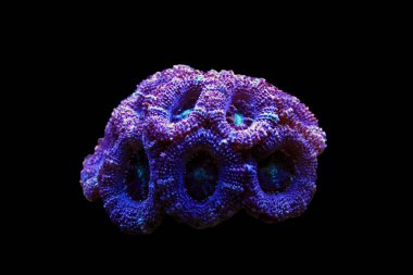 Acanthanstrea (arayın) Lps mercan portre çekimi