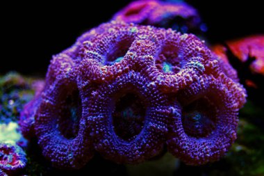 Acanthanstrea (arayın) Lps mercan portre çekimi