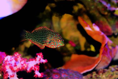 Süslü leopar wrasse balık mercan resif akvaryum tankı
