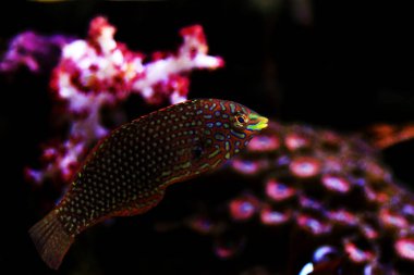 Süslü leopar wrasse balık mercan resif akvaryum tankı