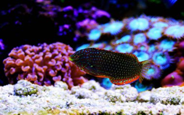 Süslü leopar wrasse balık mercan resif akvaryum tankı