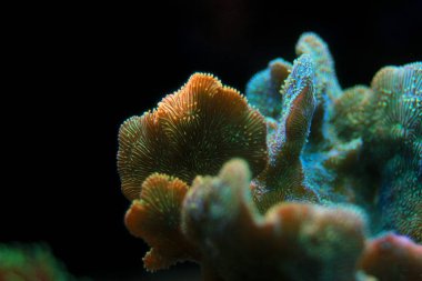 Pavona Mercan Sps - Pavona Decussatus
