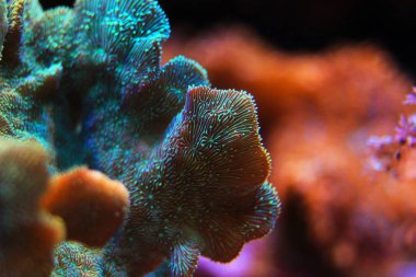 Pavona Mercan Sps - Pavona Decussatus