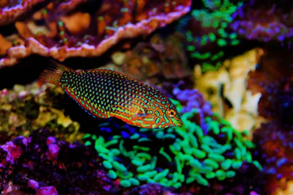 Kwiecisty Leopard Wrasse Ryb Akwarium Akwarium Rafy Koralowej — Zdjęcie stockowe