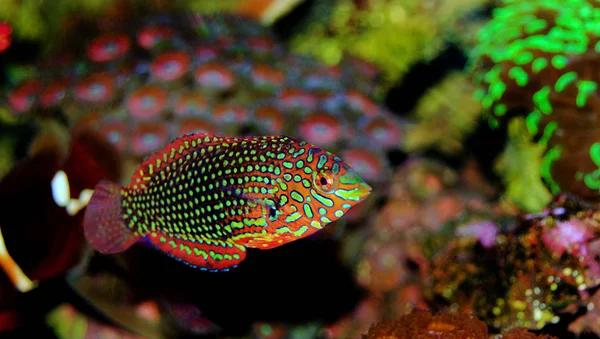 Utsmyckade Leopard Wrasse Fisk Coral Reef Akvarium Tank — Stockfoto