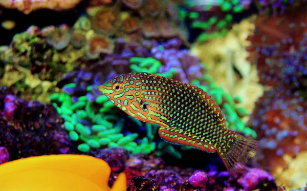 Poisson Wrasse Léopard Décoré Dans Aquarium Récifal Corail — Photo