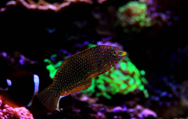 Poisson Wrasse Léopard Décoré Dans Aquarium Récifal Corail — Photo