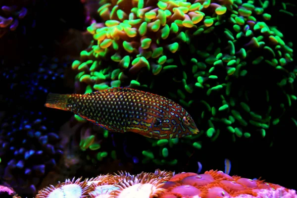 Ornate Leopard Wrasse Fish Coral Reef Aquarium Tank — Stock Photo, Image