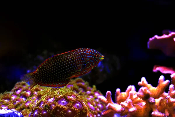 Ornate Leopard Wrasse Fish Coral Reef Aquarium Tank — Stock Photo, Image