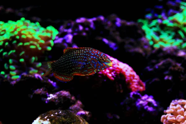 サンゴ礁の水槽に華やかなヒョウ ベラ魚 — ストック写真