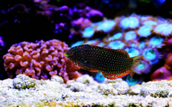 サンゴ礁の水槽に華やかなヒョウ ベラ魚 — ストック写真