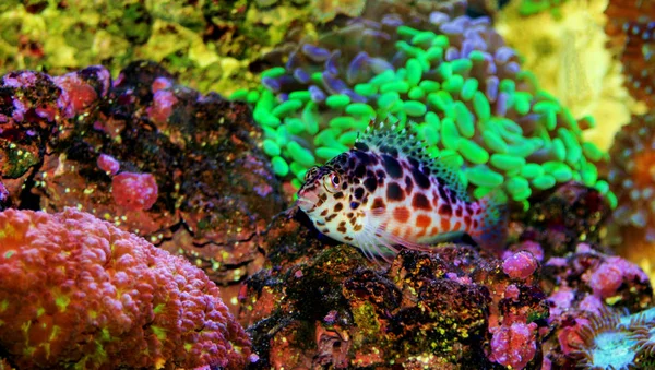ピクシー 紅斑ゴンベ科 Cirrhitichthys — ストック写真