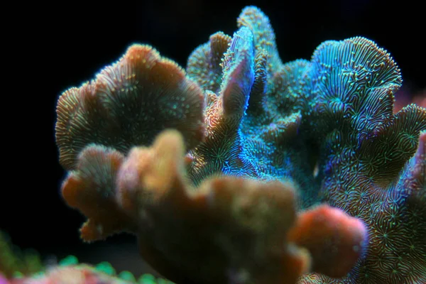 Pavona Coral Sps Pavona Decussatus — Stok Foto
