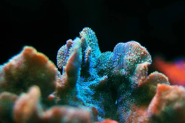 Pavona Coral Sps Pavona Decussatus — стокове фото