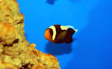 Semerli palyaço balığı - (Amphiprion polymnus)