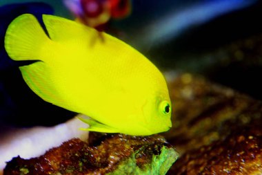 Limon kabuğu akvaryum akvaryum içinde Juvenil angelfish