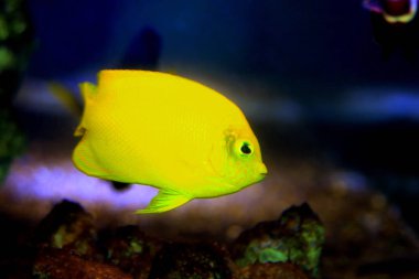 Limon kabuğu akvaryum akvaryum içinde Juvenil angelfish