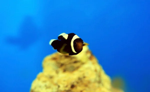 Clownfish Saddleback Amphiprion Polymnus — Foto de Stock