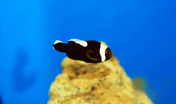 Pesce Pagliaccio Sella Amphiprion Polymnus — Foto Stock