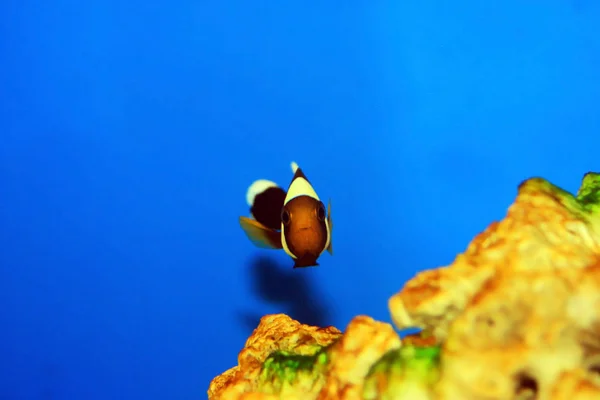 Clownfish Saddleback Amphiprion Polymnus — Φωτογραφία Αρχείου