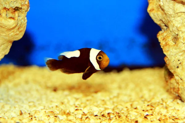 Saddleback Clownfish Amphiprion Polymnus — Stock Photo, Image