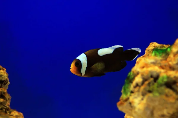 Ikan Badut Saddleback Amphiprion Polymnus — Stok Foto