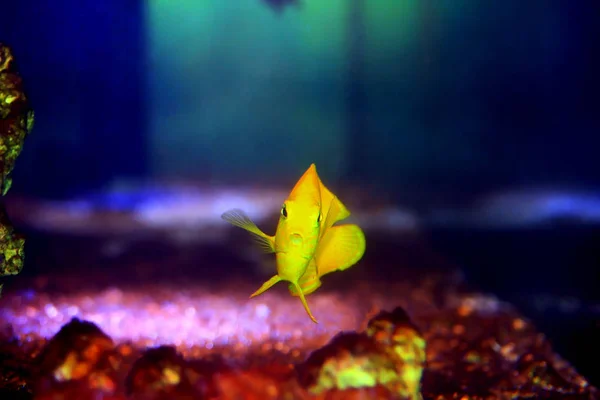 Peau Citron Juvénile Angélique Dans Aquarium Poissons — Photo