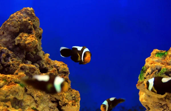 Saddleback Clownfish Amphiprion Polymnus — Stock Photo, Image