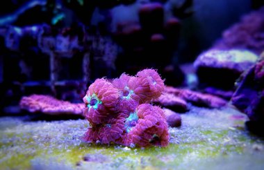 Pembe Blastomussa Lps mercan, - (Blastomussa merletti)