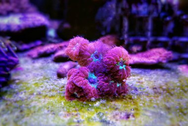 Pembe Blastomussa Lps mercan, - (Blastomussa merletti)